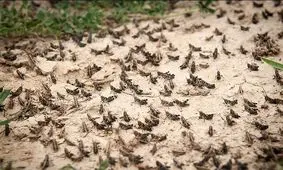 احتمال ورود خوزستان به وضعیت زرد حمله ملخ‌ها
