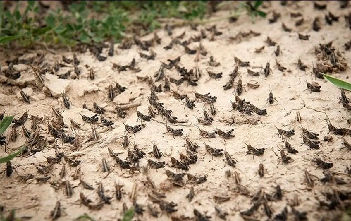 احتمال ورود خوزستان به وضعیت زرد حمله ملخ‌ها