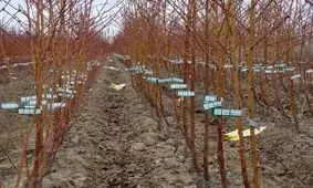 ضرورت پوشاندن نهال‌های تازه کشت شده در مناطق کوهستانی کاشان