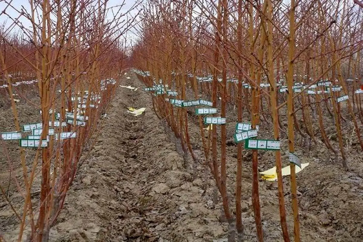 ضرورت پوشاندن نهال‌های تازه کشت شده در مناطق کوهستانی کاشان