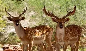 تولد ۳ راس گوزن زرد ایرانی در سایت قلارنگ و مانشت