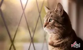 قبل از خرید حیوان خانگی این سوالات را از خود بپرسید