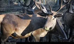 ۶ رأس از گوزن‌های مرال‌ پارک سیاهداران تالش تلف شدند