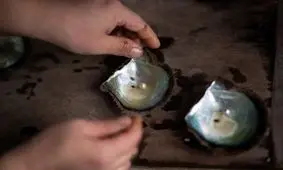 مروارید از کجا می‌آید؟ +تصاویر