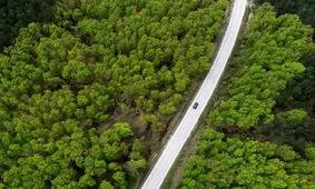 جنگلی رویایی و حیرت انگیز در ترکیه +تصاویر