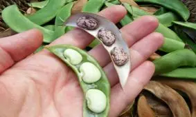 آیا لوبیا برای دیابت مفید است؟