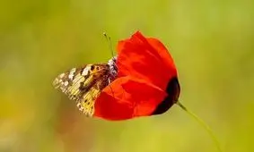 طبیعت زیبای شیلگان دره +عکس