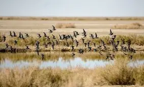 تالاب گاو خونی +تصاویر