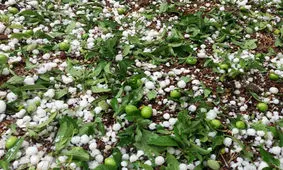 تگرگ به ۷۰۰۰ هکتار از باغات سیرجان خسارت وارد کرد