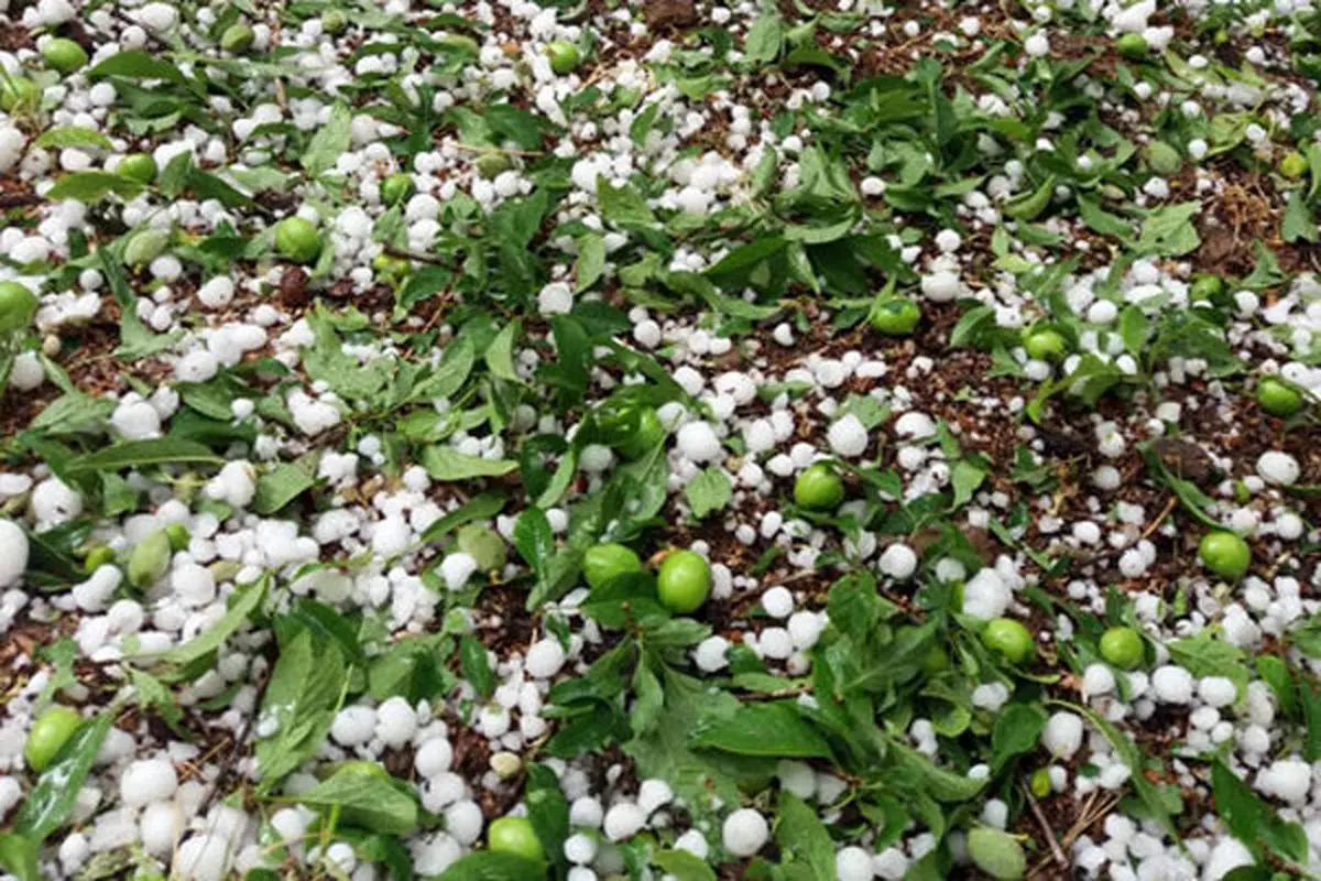 تگرگ به ۷۰۰۰ هکتار از باغات سیرجان خسارت وارد کرد