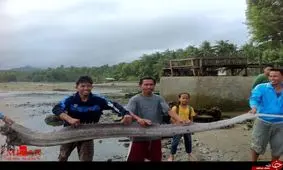 ماهی عجیب در سواحل فیلیپین +تصاویر