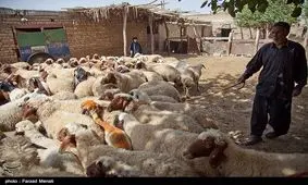 افزایش سرقت احشام عشایر در کهگیلویه و بویراحمد؛ دامدارانی که به خاک سیاه نشستند