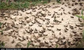 مبارزه با ملخ‌های دریایی؛ سمپاشی ۲ هزار هکتار از مرز هرمزگان و فارس