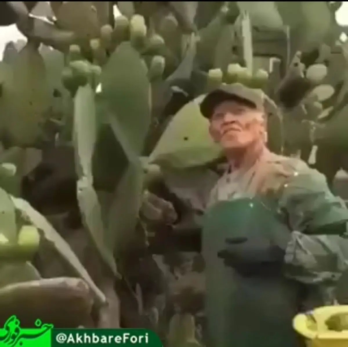 مردان کاکتوس خور