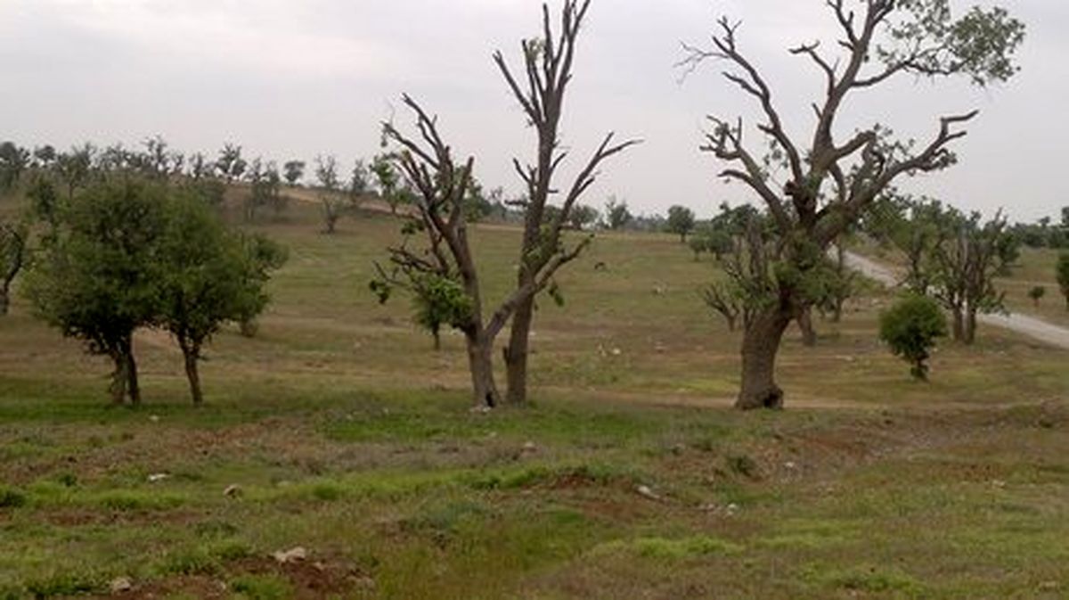 طغیان آفات برگ‌خوار بلوط، لرستان را تهدید می‌کند