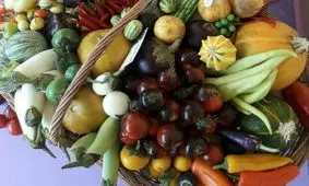 مزرعه ای هزار رنگ در اتاق چندمتری/ جشنواره صیفی جات در تنکابن