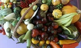 مزرعه ای هزار رنگ در اتاق چندمتری/ جشنواره صیفی جات در تنکابن