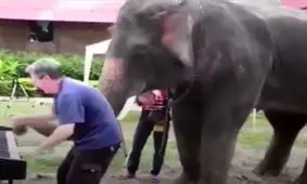 واکنش دیدنی حیوانات به نواختن موسیقی+ فیلم