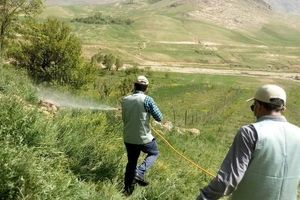 ۱۵ هزار هکتار زمین کشاورزی سیستان و بلوچستان علیه ملخ صحرایی سمپاشی شد