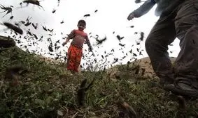 ملخ ها به استان ایلام هم رسیدند+ویدئو