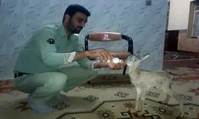 نجات بره میش وحشی در سرخس