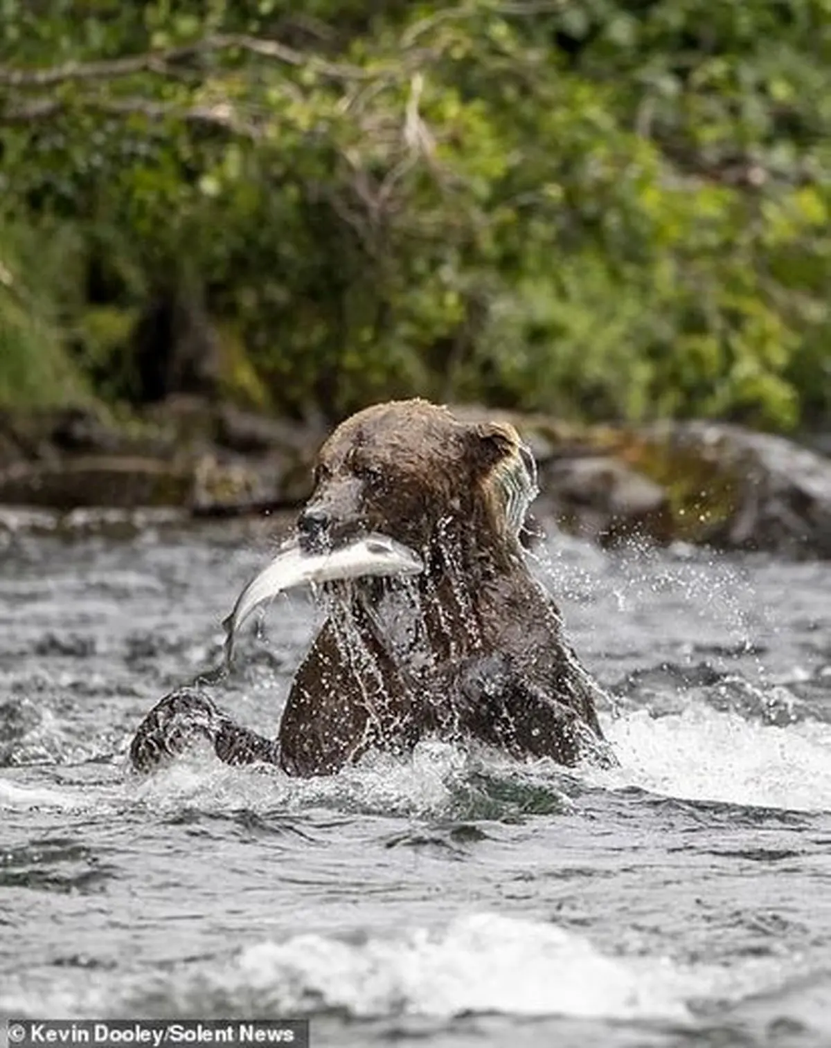 تصاویر | شیرجه خرس گرسنه برای شکار ماهی