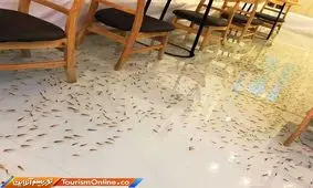 کافه‌ای به میزبانی ماهی‌ها در ویتنام! + تصاویر