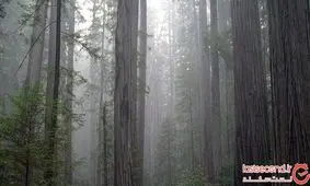 بزرگترین موجود زنده بر روی زمین که قادر به حرکت نیست، کشف شد! +تصاویر مستند