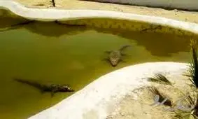 مزرعه تکثیر و پرورش تمساح در چابهار + فیلم