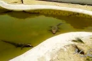 مزرعه تکثیر و پرورش تمساح در چابهار + فیلم