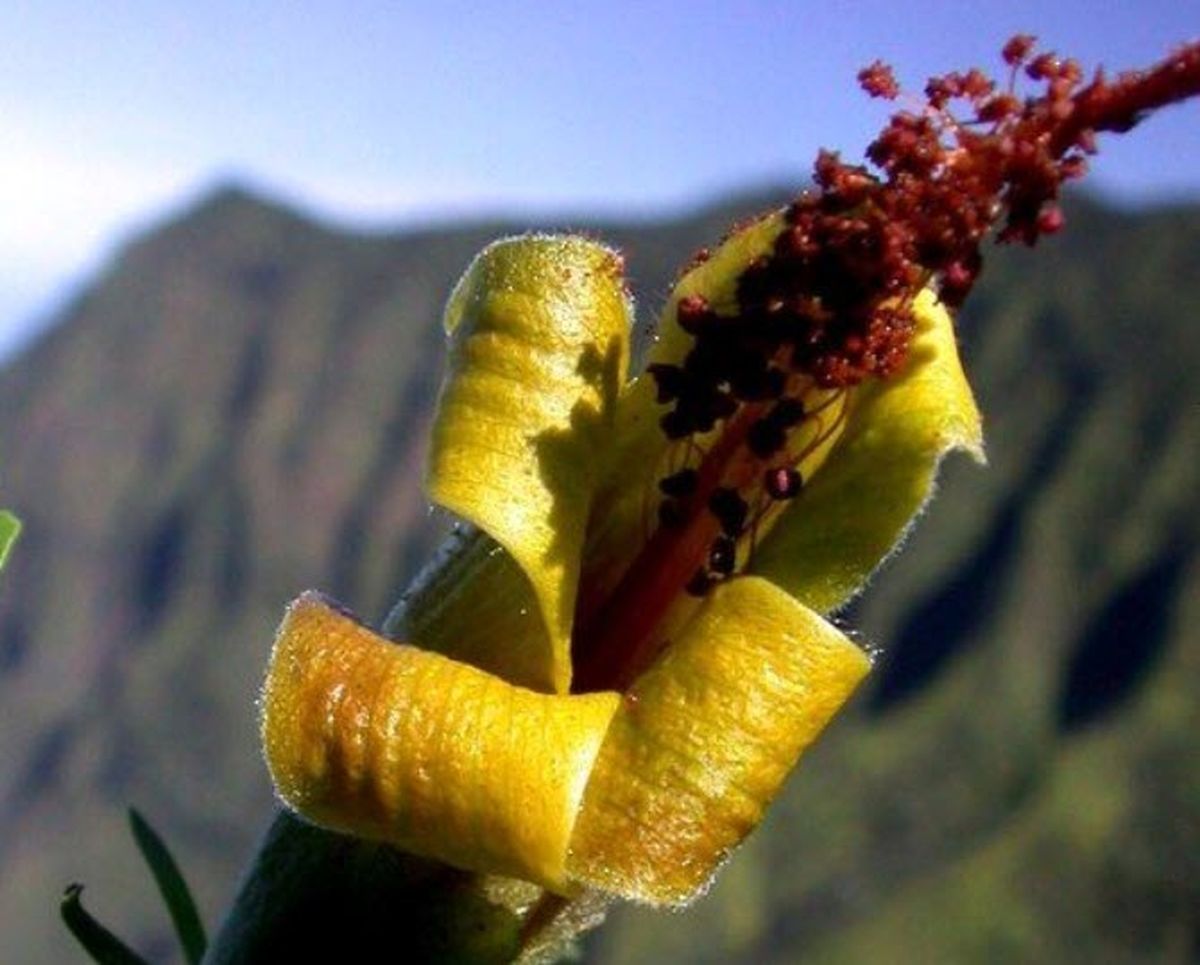 گیاه نادر منقرض شده توسط پهپاد کشف شد