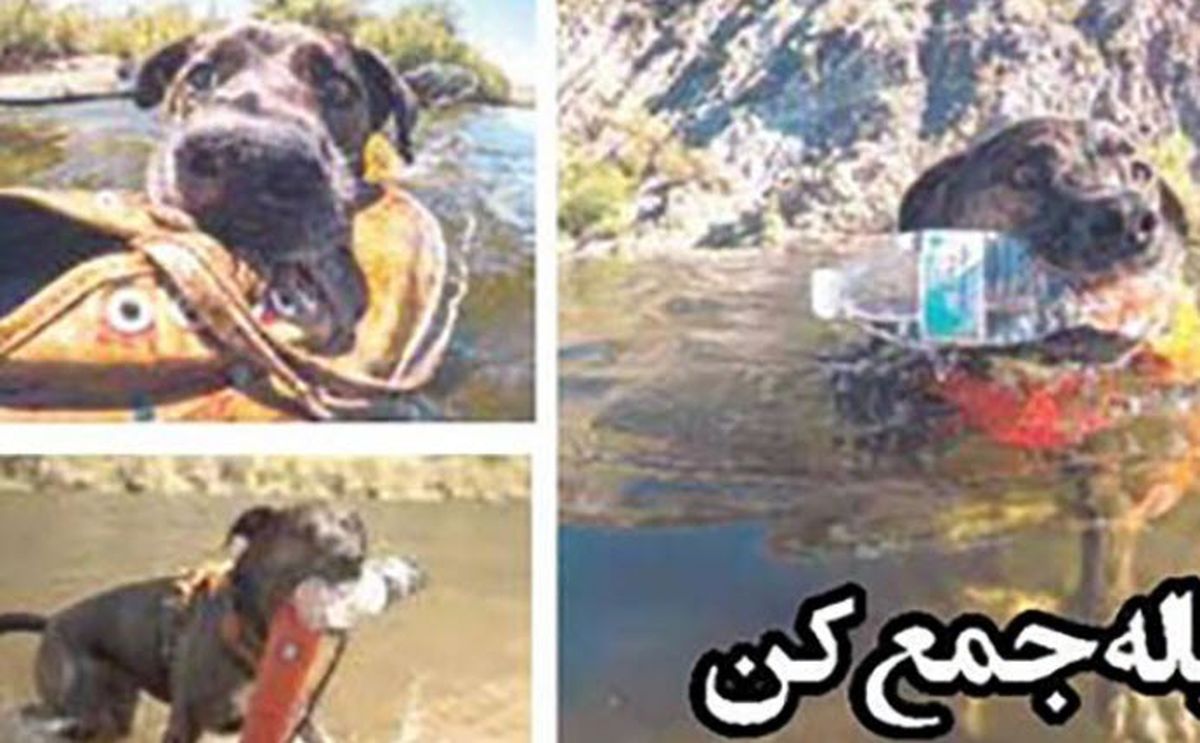 سگ زباله جمع کن دوستدار محیط زیست سوژه رسانه ها شد+ عکس
