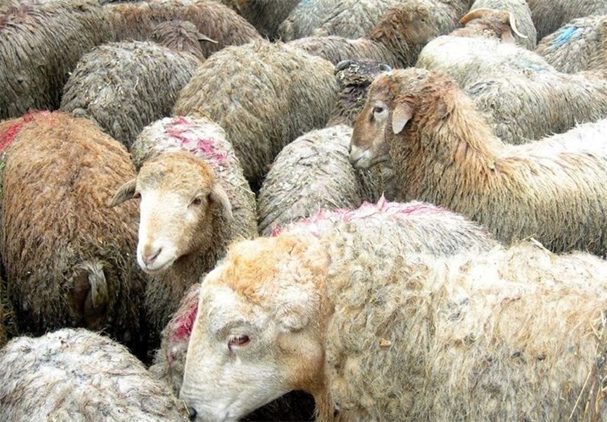 تصادف در محور ایلام - حمیل منجر به تلف شدن بیش از ۵۰ راس گوسفند شد