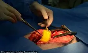 ضربان‌ساز بدون باتری، با موفقیت روی خوک‌ها آزمایش شد