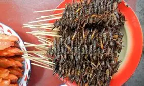 سمبوسه ملخ هم رسید + عکس