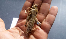 ملخ های مهاجم را بشناسیم