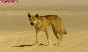 فداکاری باورنکردنی پدر جوان در نجات پسرش از حمله سگ!