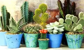 با فوت و فن‌های حرفه‌ای پیوند كاكتوس آشنا شوید