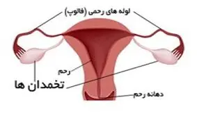 5واقعیت درباره تخمدان ها