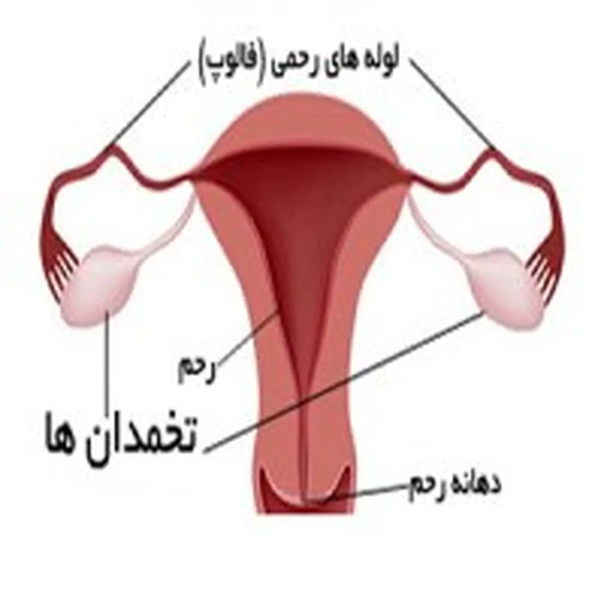 5واقعیت درباره تخمدان ها