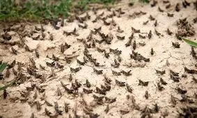 احتمال ورود موج جدیدی از ملخ های صحرایی از سمت عربستان