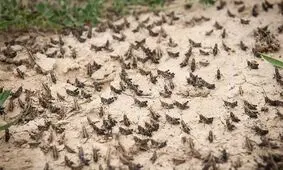 احتمال ورود موج جدیدی از ملخ های صحرایی از سمت عربستان