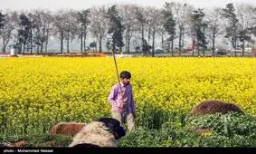 برداشت کلزا از ۲۰ هزار هکتار مزارع خوزستان آغاز شد