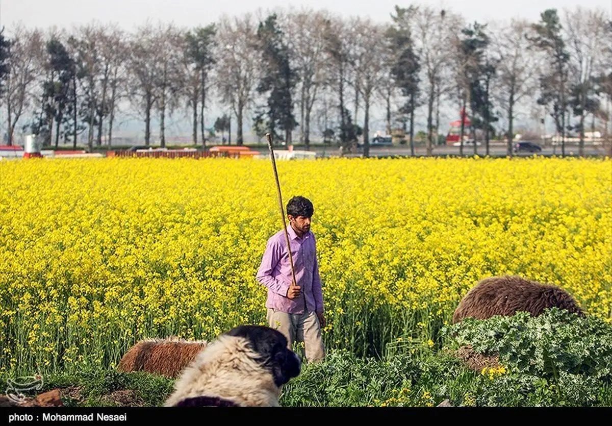 برداشت کلزا از ۲۰ هزار هکتار مزارع خوزستان آغاز شد