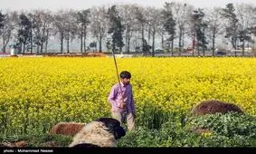 برداشت کلزا از ۲۰ هزار هکتار مزارع خوزستان آغاز شد