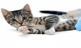 جراحی پلاستیک صورت گربه خانگی ! + تصاویر دلخراش