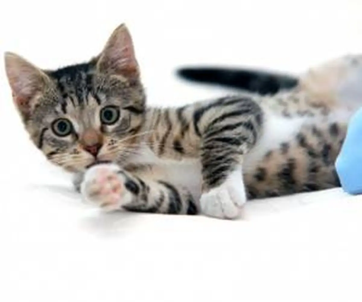 جراحی پلاستیک صورت گربه خانگی ! + تصاویر دلخراش