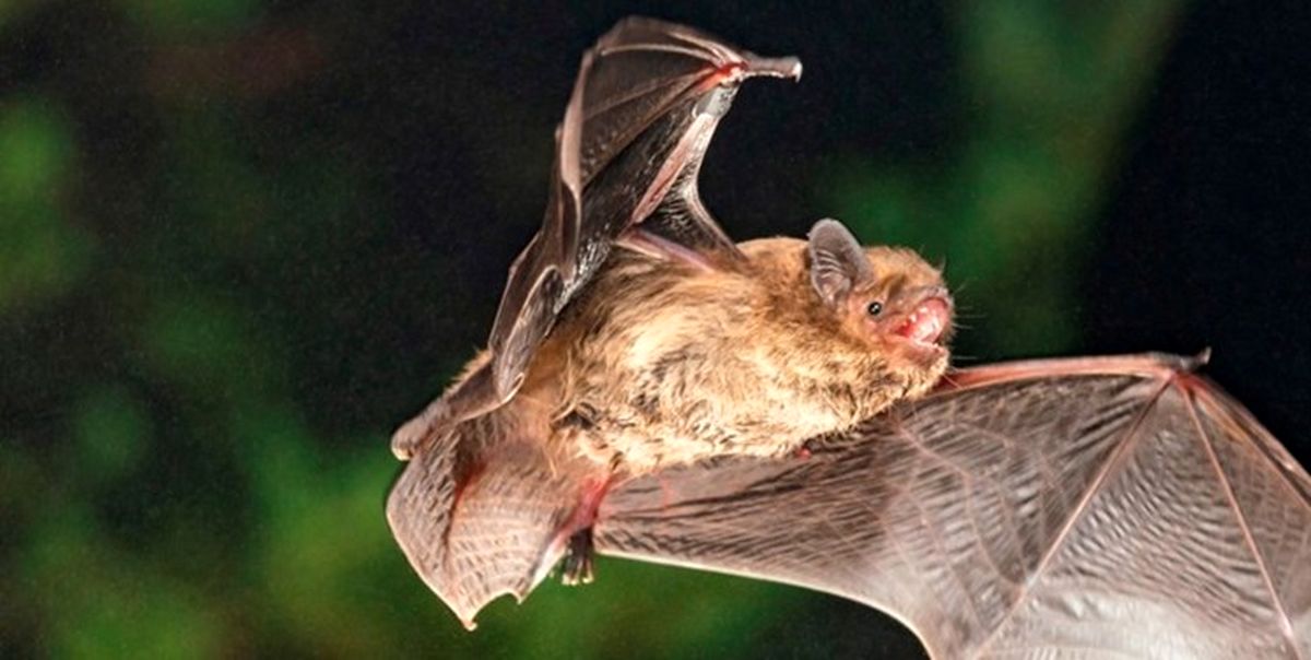علت مهاجرت خفاش‌ها مشخص شد
