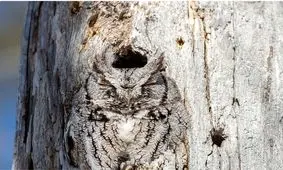 همرنگ طبیعت شدن به روایت تصویر!