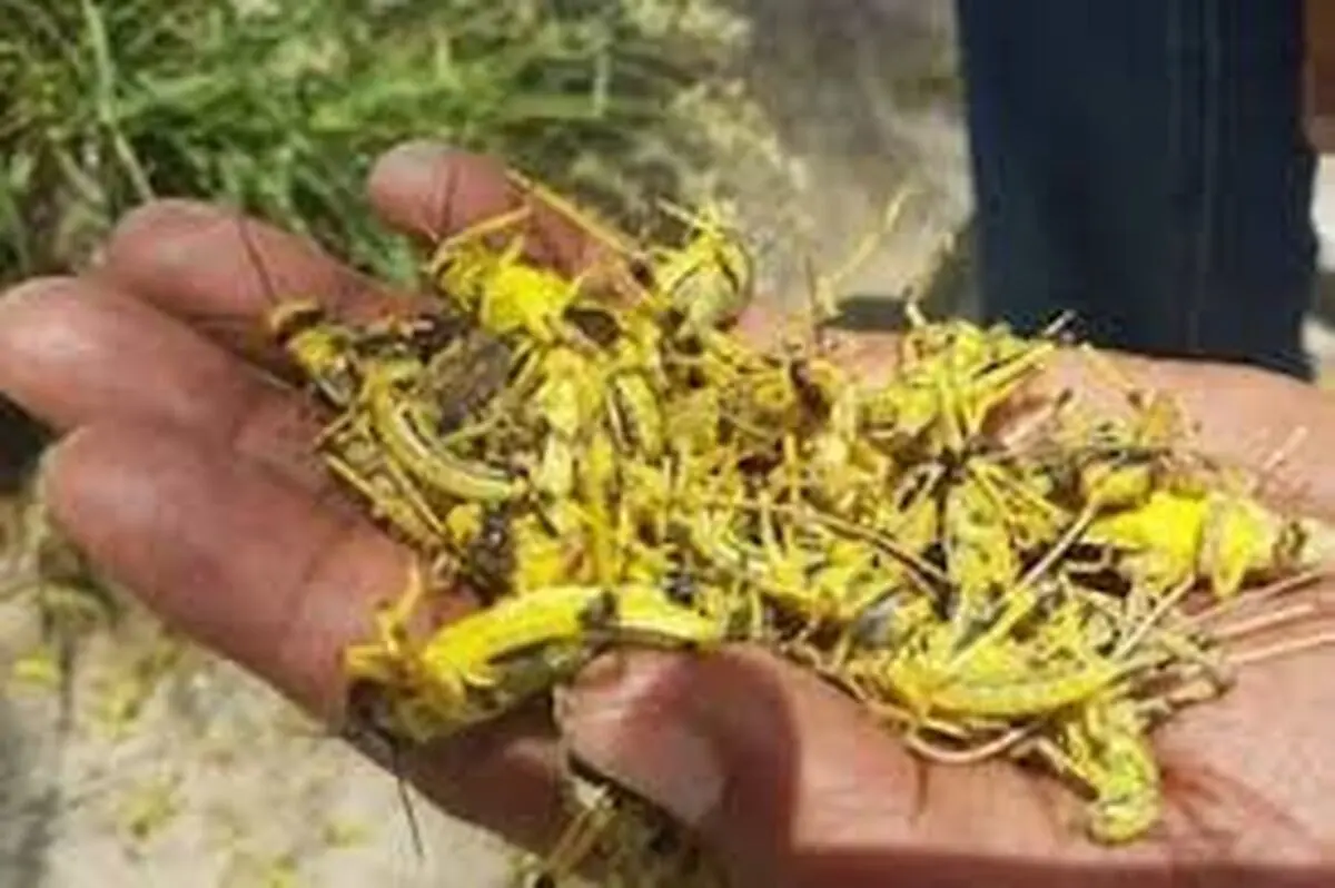 از ملخ صحرایی به عنوان خوراکی استفاده نکنید